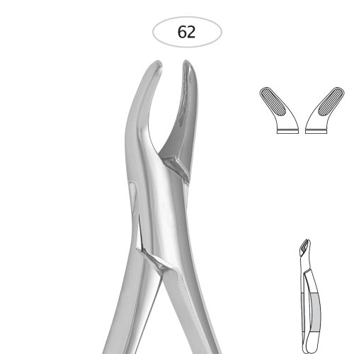 Incisors, Premolars, Deciduous Teeth