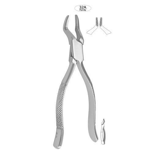 Upper Premolars & Molars