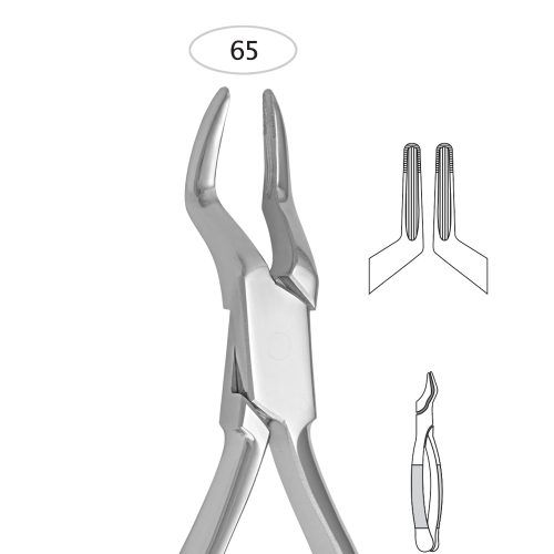 Upper Incisors And Roots